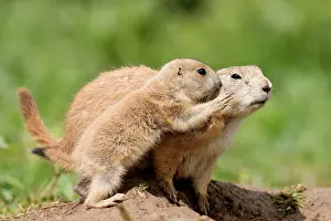 Cynomys: Black-tailed Prairie Dog (Cynomys ludovicianus)