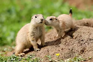 Cynomys: Black-tailed Prairie Dog (Cynomys ludovicianus)