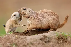 Cynomys: Black-tailed Prairie Dog (Cynomys ludovicianus)