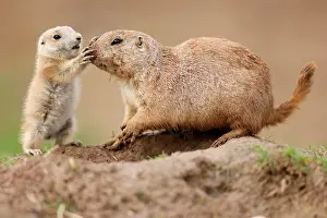 Cynomys: Black-tailed Prairie Dog (Cynomys ludovicianus)