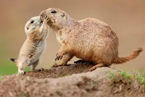 Cynomys: Black-tailed Prairie Dog (Cynomys ludovicianus)