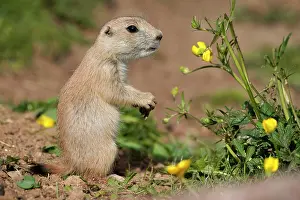 Cynomys: Black-tailed Prairie Dog (Cynomys ludovicianus)