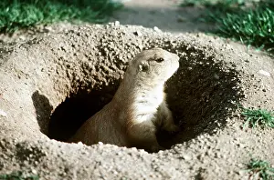 Outs: Black-tailed PRAIRIE DOG - in den