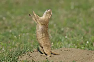 Signal: Black-tailed Prairie Dog - doing 'jump-yip' signal behaviour