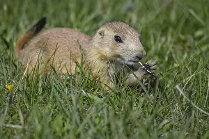 Cynomys: Black-tailed Prairie Dog eating on top of burrow