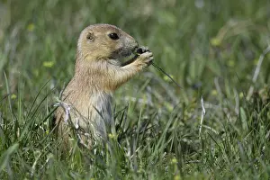 Cynomys: Black-tailed Prairie Dog eating on top of burrow