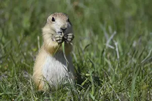 Cynomys: Black-tailed Prairie Dog eating on top of burrow