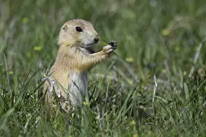 Cynomys: Black-tailed Prairie Dog eating on top of burrow