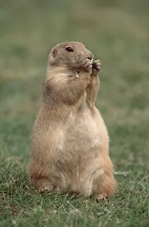 Hands: Black-tailed PRAIRIE DOG - eating food held in hands