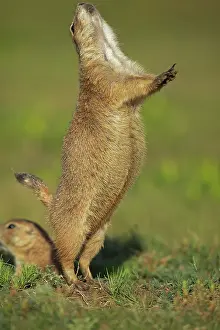 Engaged: Black-tailed Prairie Dog - engaged in Jump-yip