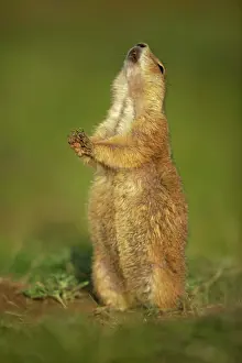 Engaged: Black-tailed Prairie Dog - engaged in Jump-yip