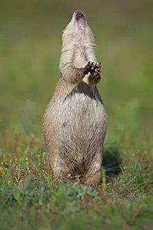 Engaged: Black-tailed Prairie Dog - engaged in Jump-yip