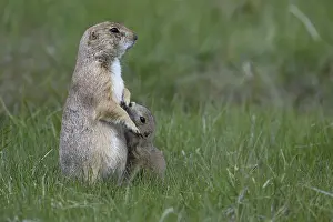 Cynomys: Black-tailed Prairie Dog family on burrow - Black-tailed