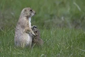 Cynomys: Black-tailed Prairie Dog family on burrow - Black-tailed