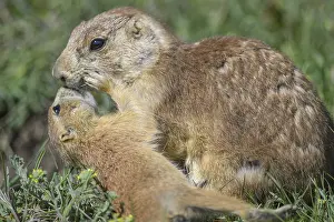 Cynomys: Black-tailed Prairie Dog family on burrow - Black-tailed