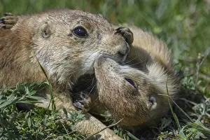 Cynomys: Black-tailed Prairie Dog family on burrow - Black-tailed