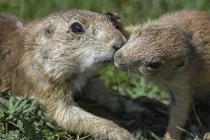 Cynomys: Black-tailed Prairie Dog family on burrow - Black-tailed