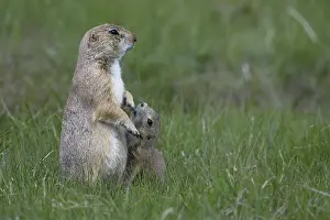 Cynomys: Black-tailed Prairie Dog family on burrow - Black-tailed