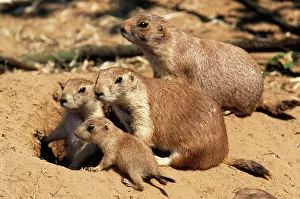 Entrance: Black-tailed PRAIRIE DOG - family at burrow entrance