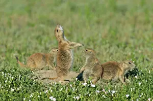 Signal: Black-tailed Prairie Dog - family - one prairie