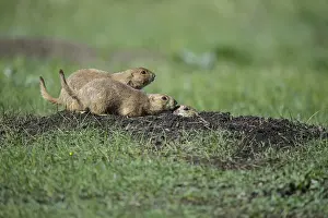 Cynomys: Black-tailed Prairie Dog group on burrow - Black-tailed