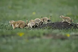 Cynomys: Black-tailed Prairie Dog group on burrow - Black-tailed