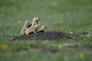 Cynomys: Black-tailed Prairie Dog group on burrow - Black-tailed