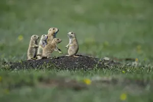 Cynomys: Black-tailed Prairie Dog group on burrow - Black-tailed