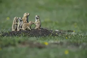 Cynomys: Black-tailed Prairie Dog group on burrow - Black-tailed