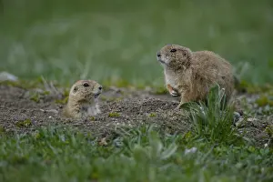 Cynomys: Black-tailed Prairie Dog group on burrow - Black-tailed