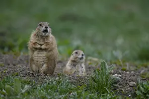 Cynomys: Black-tailed Prairie Dog group on burrow - Black-tailed