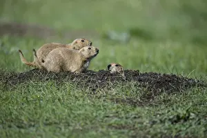 Cynomys: Black-tailed Prairie Dog group on burrow - Black-tailed