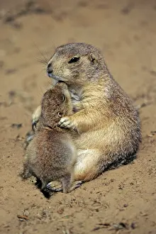Duncan Usher: Black-tailed Prairie Dog - mother playing with baby