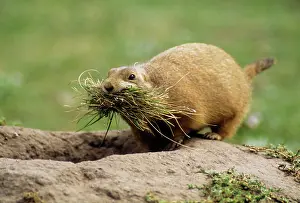 Cynomys: Black-tailed PRAIRIE DOG - with nest material by