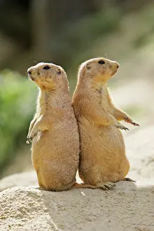 Sentry: Black-tailed Prairie Dog - pair on alert for danger