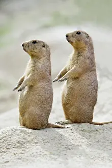 Sentry: Black-tailed Prairie Dog - pair on alert for danger