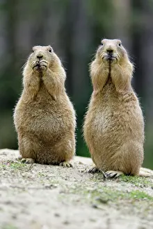 Startled: Black-tailed Prairie Dog - pair nibbling on food