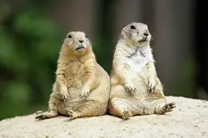 Friendships: Black-tailed Prairie Dog - pair resting