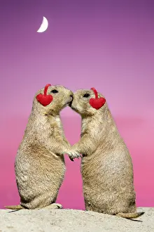 040718: Black-tailed Prairie Dog - pair showing affection