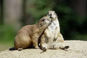 Showing: Black-tailed Prairie Dog - pair showing social