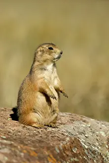 Cynomys: Black-tailed Prairie Dog - Sitting on rock, side view