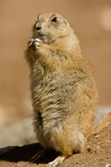 Cynomys: Black-tailed Prairie Dog - standing up