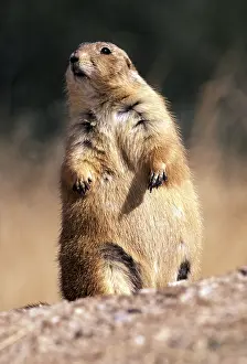 Outs: Black-tailed PRAIRIE DOG - standing