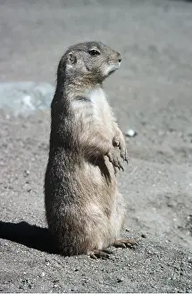 Bonnie Weisser: Black-tailed PRAIRIE DOG - standing