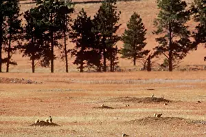 Prairies: Black-tailed Prairie Dog - town