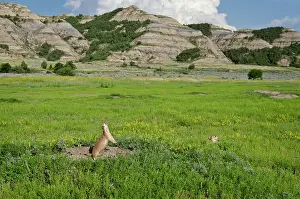 Signal: Black-tailed Prairie Dog - town / colony - one