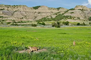 Signal: Black-tailed Prairie Dog - town / colony