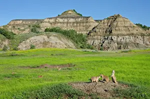 Signal: Black-tailed Prairie Dog - town / colony - one