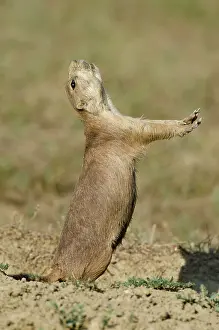 Signal: Black-tailed Prairie Dog - town / colony - one