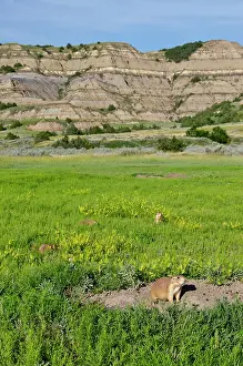Signal: Black-tailed Prairie Dog - town / colony